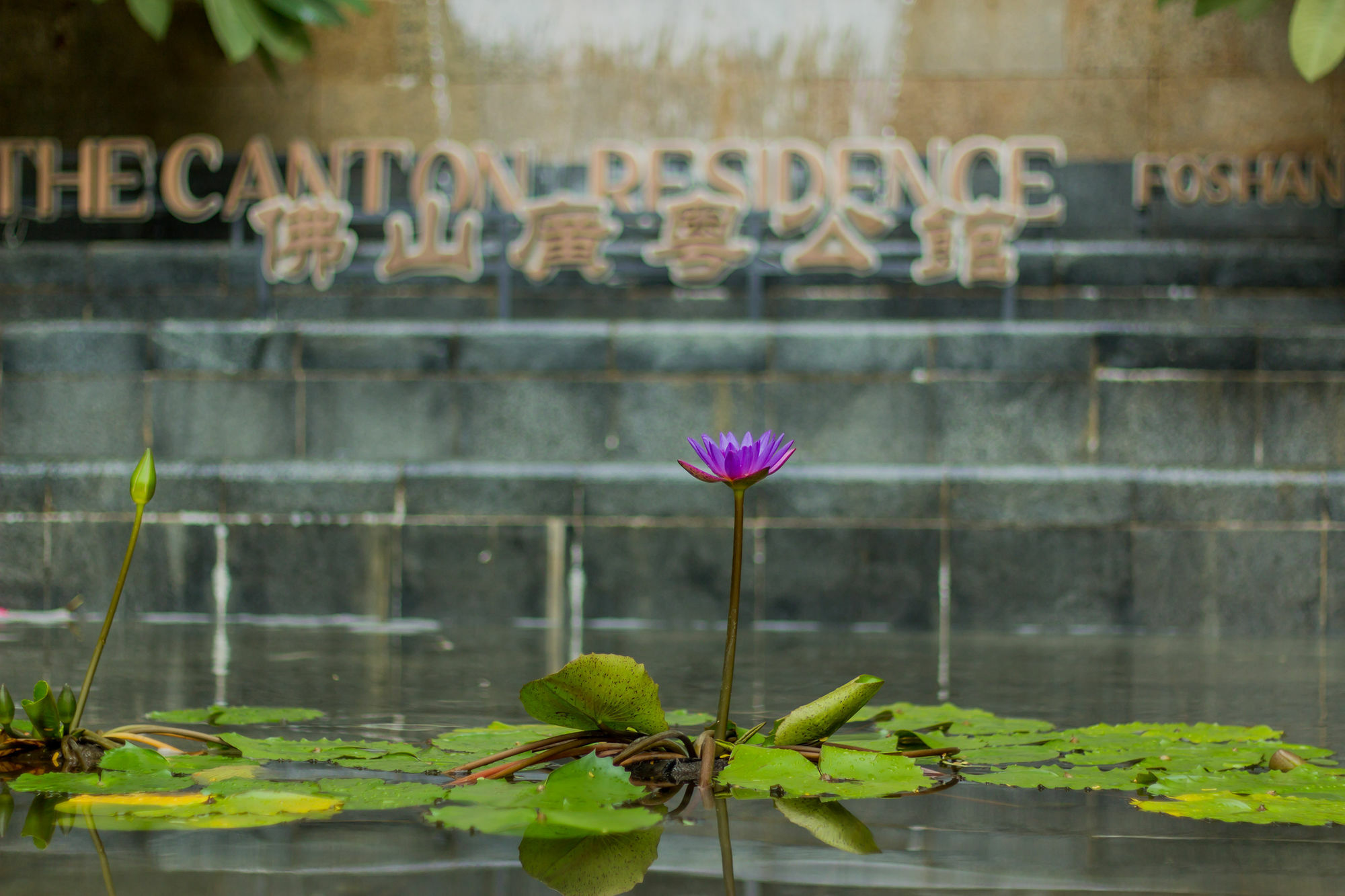 The Canton Residence Foshan Eksteriør billede